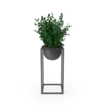 1-7.webp House Showpiece Plant