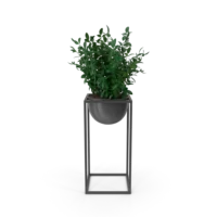 House Showpiece Plant