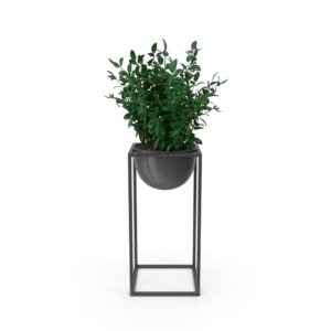 House Showpiece Plant