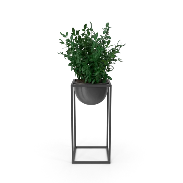 House Showpiece Plant