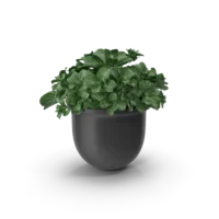 Plant Pot
