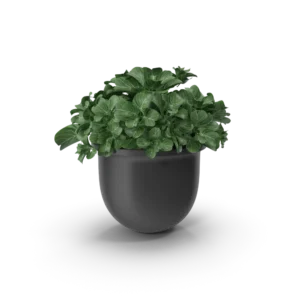 Plant Pot