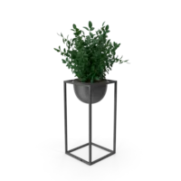 House Showpiece Plant