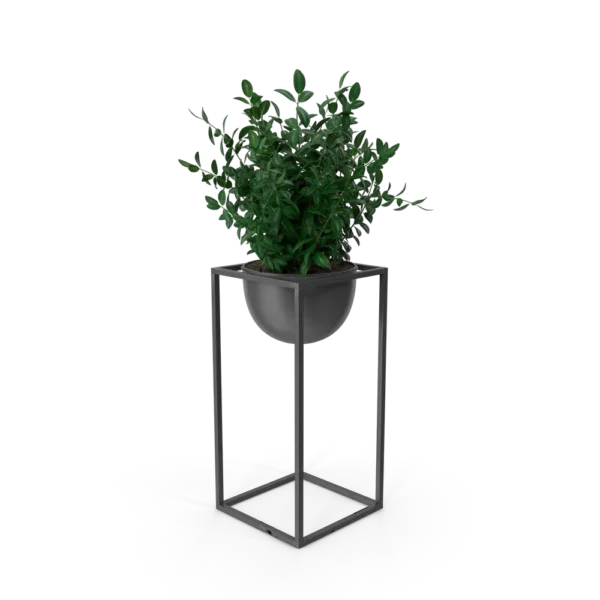House Showpiece Plant