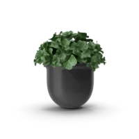 Plant Pot