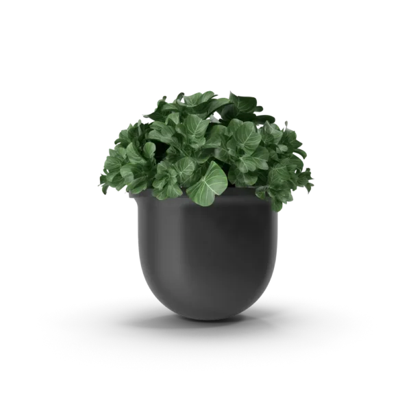 Plant Pot