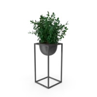 House Showpiece Plant