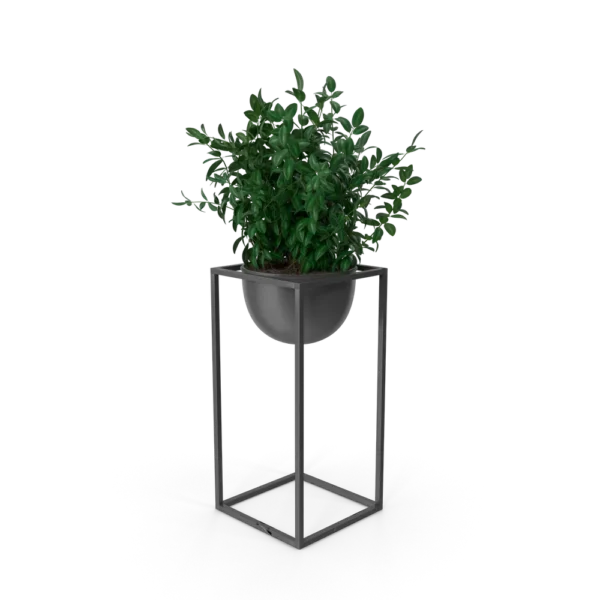 House Showpiece Plant