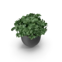 Plant Pot