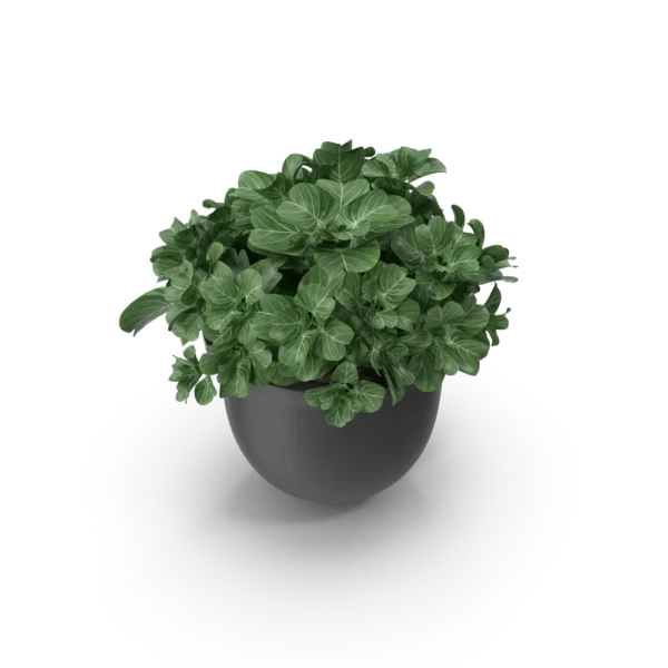 Plant Pot
