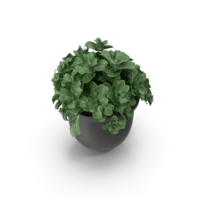 Plant Pot