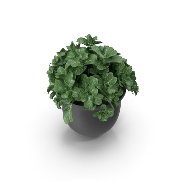 Plant Pot